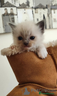 Foto №4. Ich werde verkaufen ragdoll-katze in der Stadt Villach. züchter - preis - 400€