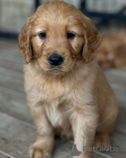 Foto №2 zu Ankündigung № 110037 zu verkaufen golden retriever - einkaufen Deutschland züchter