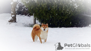 Foto №3. Shiba Inu FCI Welpen. Slowakei