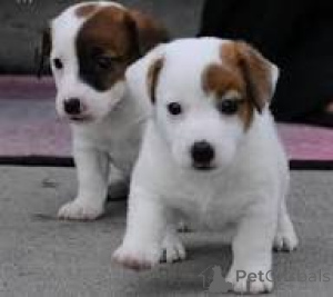 Foto №3. Jackrussellinterrierin kann es kaum erwarten, etwas zu tun. Finnland