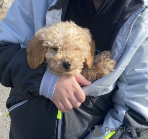 Foto №3. Little Pippa Kochkapoo. Irland