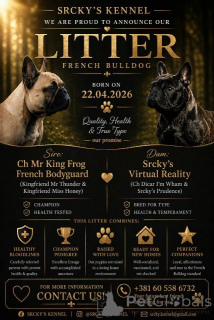 Foto №4. Ich werde verkaufen französische bulldogge in der Stadt Belgrad.  - preis - verhandelt