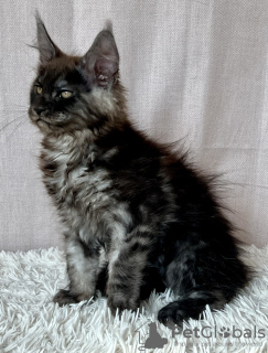 Foto №1. maine-coon-katze - zum Verkauf in der Stadt Lublin | 1000€ | Ankündigung № 118442