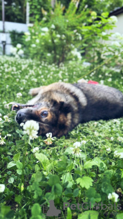 Foto №4. Ich werde verkaufen mischlingshund in der Stadt Москва. quotient 	ankündigung - preis - Frei