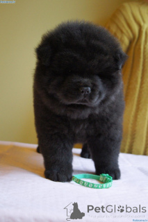 Foto №2 zu Ankündigung № 168264 zu verkaufen chow-chow - einkaufen Schweden quotient 	ankündigung, züchter