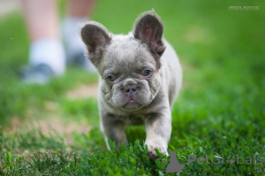 Foto №3. Französische Bulldogge flauschig. Georgien
