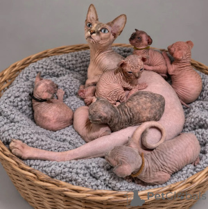 Foto №1. sphynx-katze - zum Verkauf in der Stadt Oppenheim | 350€ | Ankündigung № 178178