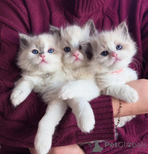 Foto №1. ragdoll-katze - zum Verkauf in der Stadt Augsburg | verhandelt | Ankündigung № 170324