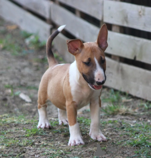 Zusätzliche Fotos: Standard-Bullterrier-Welpen