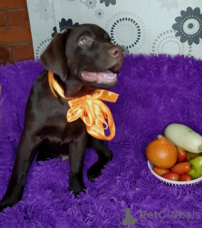 Foto №2 zu Ankündigung № 132609 zu verkaufen labrador retriever - einkaufen Deutschland vom kindergarten