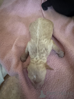 Foto №3. Standardpudelwelpen zu verkaufen. USA