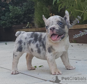 Foto №1. französische bulldogge - zum Verkauf in der Stadt Stari Banovci | verhandelt | Ankündigung № 111120