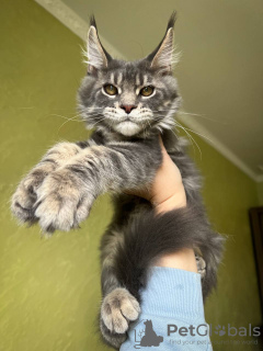 Foto №1. maine-coon-katze - zum Verkauf in der Stadt Würzburg | 379€ | Ankündigung № 97753