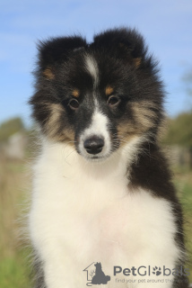 Foto №1. shetland sheepdog - zum Verkauf in der Stadt Gorzów Wielkopolski | 1400€ | Ankündigung № 124052