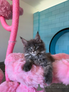 Foto №3. XL Maine Coon Kätzchen zu verkaufen TICA registriert!. Deutschland