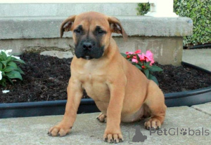 Foto №1. boerboel - zum Verkauf in der Stadt Baierbrunn | verhandelt | Ankündigung № 162359