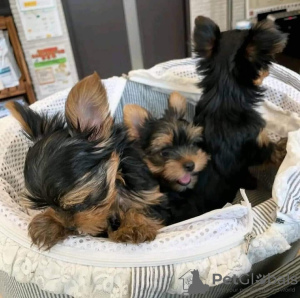 Foto №1. yorkshire terrier - zum Verkauf in der Stadt Cincinnati | 379€ | Ankündigung № 118385