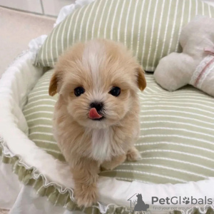 Foto №2 zu Ankündigung № 56344 zu verkaufen maltipu - einkaufen USA züchter