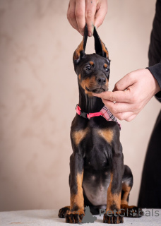 Foto №2 zu Ankündigung № 134768 zu verkaufen dobermann - einkaufen Serbien züchter