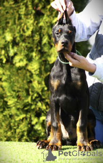 Zusätzliche Fotos: Dobermann-Welpen zu verkaufen