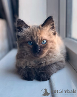 Foto №2 zu Ankündigung № 155560 zu verkaufen ragdoll-katze - einkaufen Dänemark quotient 	ankündigung