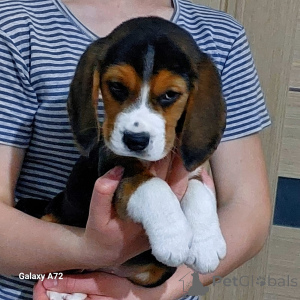 Foto №4. Ich werde verkaufen beagle in der Stadt Schlechtes Münsteerefel. quotient 	ankündigung - preis - 900€