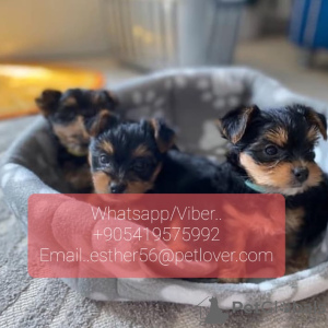 Foto №1. yorkshire terrier - zum Verkauf in der Stadt Dielsdorf | 400€ | Ankündigung № 47610