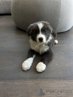 Foto №1. border collie - zum Verkauf in der Stadt Berlin | verhandelt | Ankündigung № 178145
