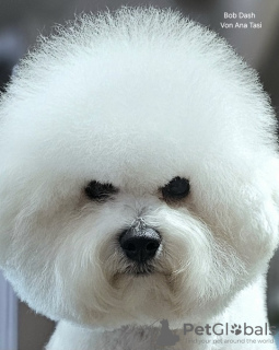 Foto №3. Bichon Frise (Curly Bichon) Top-Männchen. Serbien