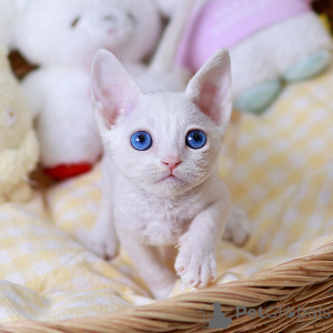Foto №2 zu Ankündigung № 158646 zu verkaufen devon rex - einkaufen Frankreich quotient 	ankündigung