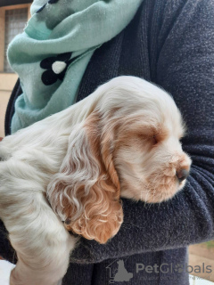 Zusätzliche Fotos: Englische Cocker Spaniel-Welpen