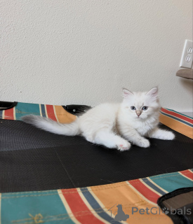 Foto №4. Ich werde verkaufen sibirische katze in der Stadt Folge. züchter - preis - verhandelt