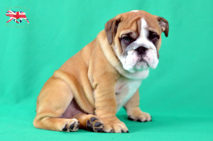 Foto №2 zu Ankündigung № 3514 zu verkaufen englische bulldogge - einkaufen Ukraine vom kindergarten