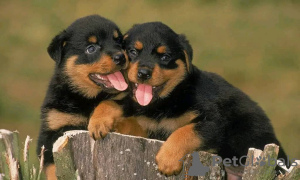 Foto №2 zu Ankündigung № 70360 zu verkaufen rottweiler - einkaufen Schweden züchter