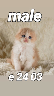 Foto №3. Hallo an alle, mein Name ist Bumblebee Angel Owl's, nur Shmelik zu Hause. Russische Föderation