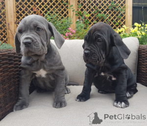 Foto №2 zu Ankündigung № 167516 zu verkaufen mastino napoletano - einkaufen Dänemark quotient 	ankündigung, züchter