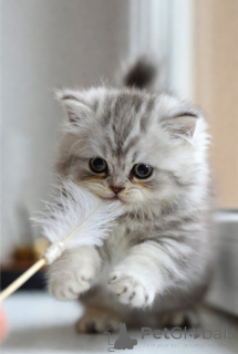 Foto №2 zu Ankündigung № 171093 zu verkaufen sibirische katze - einkaufen Schweden züchter