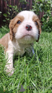 Foto №2 zu Ankündigung № 174756 zu verkaufen amerikanischer cocker spaniel, english cocker spaniel, english springer spaniel, welsh springer spaniel, irish water spaniel, perro de agua español, cavalier king charles spaniel, cavalier king charles spaniel, clumber spaniel, russian spaniel, tibet-spaniel - einkaufen Lettland quotient 	ankündigung, vom kindergarten, züchter