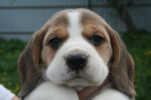 Foto №1. beagle - zum Verkauf in der Stadt Orscha | 358€ | Ankündigung № 2305