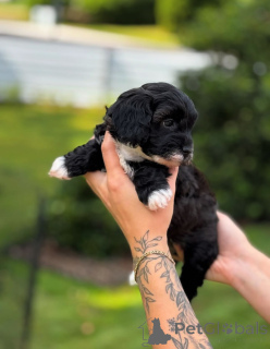 Foto №4. Ich werde verkaufen cavalier king charles spaniel in der Stadt Florida. züchter - preis - verhandelt