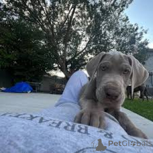 Foto №3. Preciosos cachorros de Gran Danés en venta. Spanien