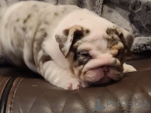 Foto №2 zu Ankündigung № 139929 zu verkaufen englische bulldogge - einkaufen Deutschland quotient 	ankündigung