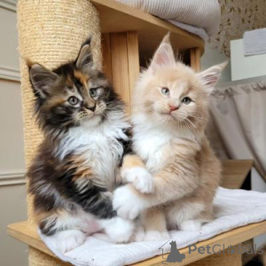 Foto №1. maine-coon-katze - zum Verkauf in der Stadt Benfica | verhandelt | Ankündigung № 173066