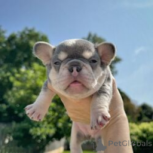 Foto №3. Französische Bulldoggenwelpen. Estland