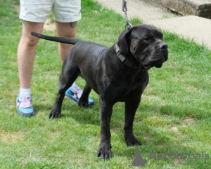 Zusätzliche Fotos: Boerboel-Welpen (Südafrikanischer Mastiff).