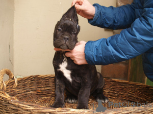 Zusätzliche Fotos: Cane Corso Welpen zu verkaufen