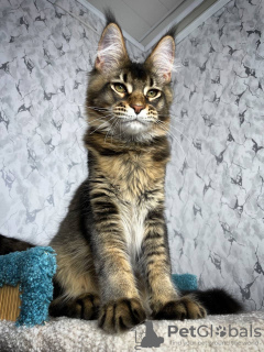 Foto №2 zu Ankündigung № 106950 zu verkaufen maine-coon-katze - einkaufen Deutschland quotient 	ankündigung