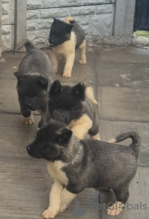 Foto №2 zu Ankündigung № 161319 zu verkaufen akita - einkaufen Albanien 