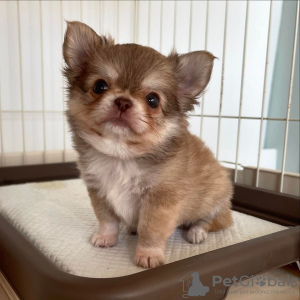 Foto №2 zu Ankündigung № 117272 zu verkaufen  - einkaufen Finnland züchter