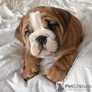 Foto №4. Ich werde verkaufen englische bulldogge in der Stadt Berlin. quotient 	ankündigung - preis - 450€